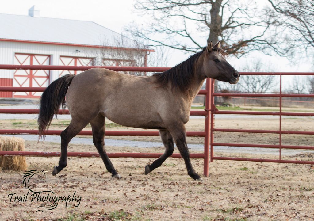 Just Some Sage Pictures (Chunky Monkey!) | The Horse Forum